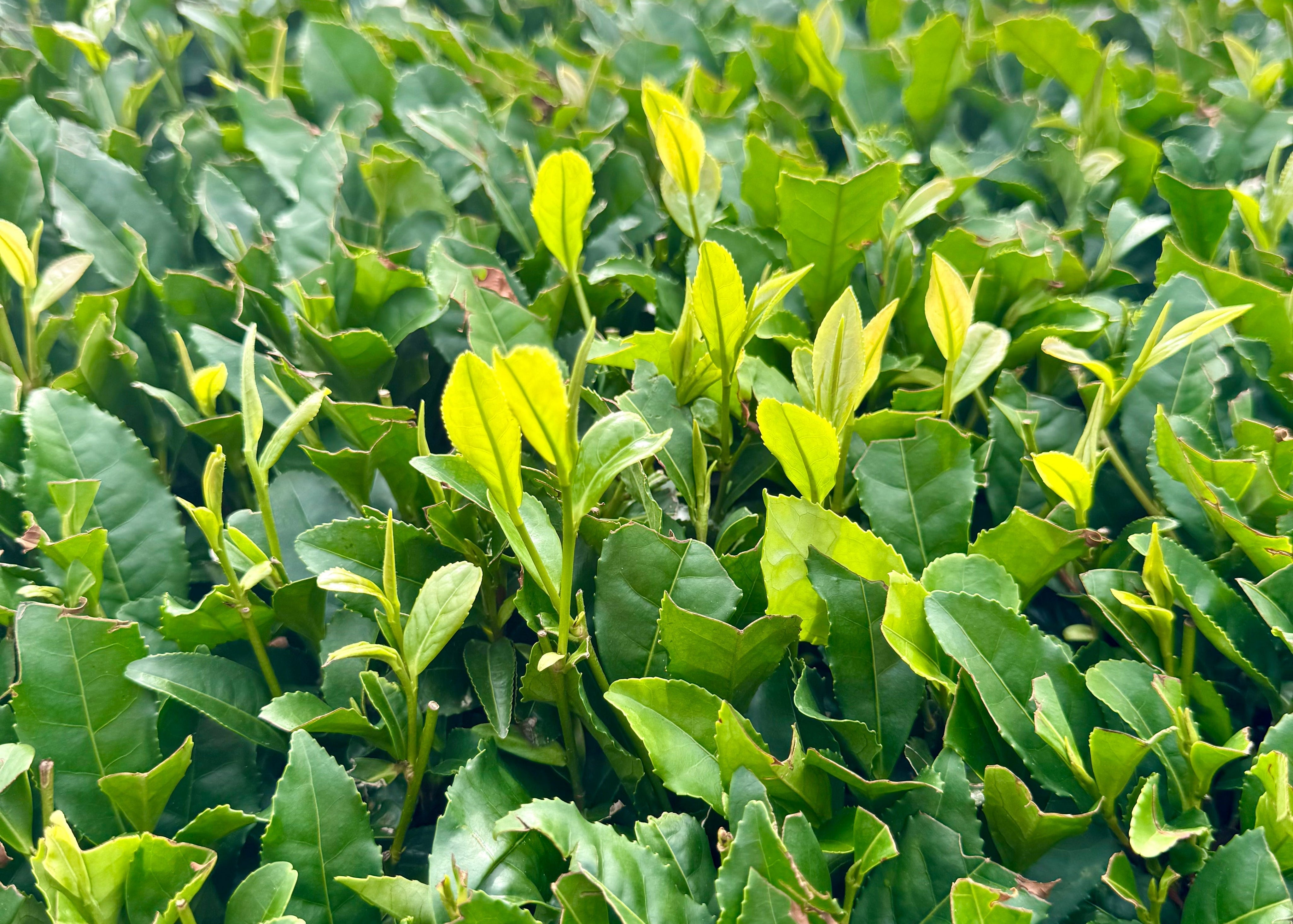 What’s the Difference? Matcha, Sencha, Gyokuro & Hojicha Compared