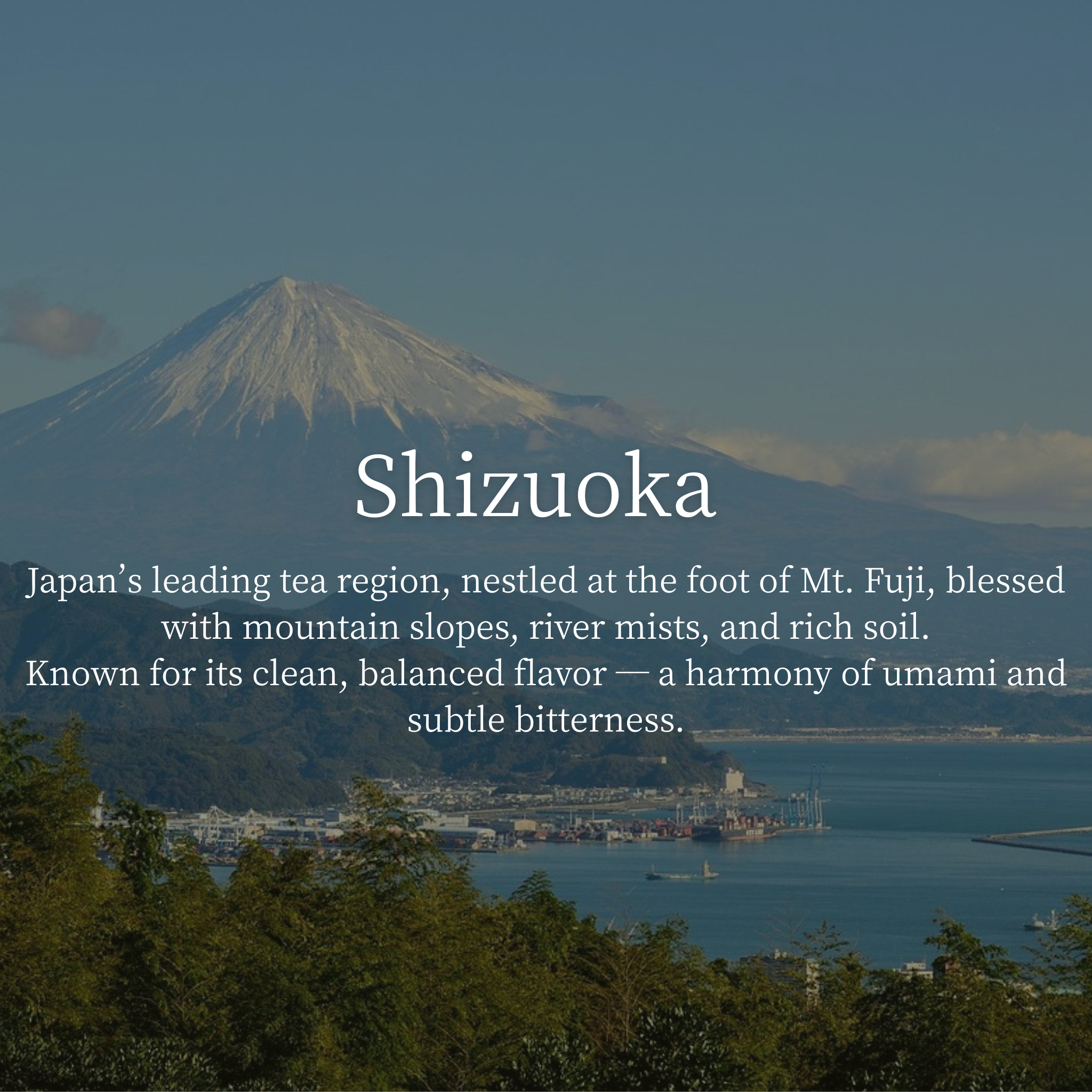 Shizuoka Harvest Essential Grade