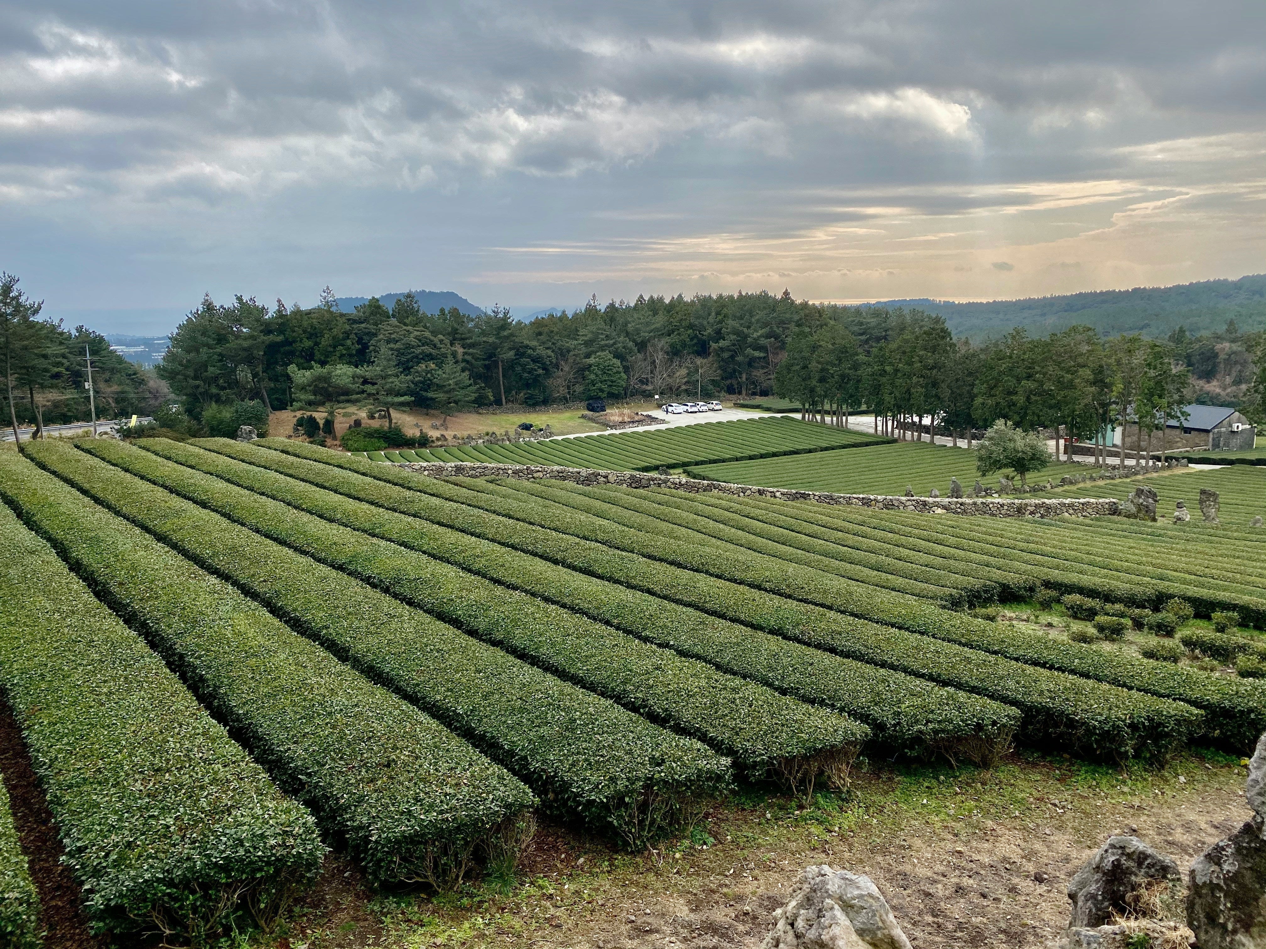 Where Matcha Is Grown: The Climate and Regions of Japan