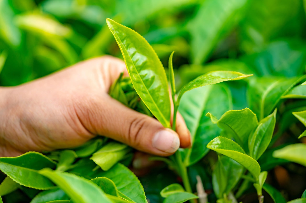 kyhddohani89-tea-leaves-4547924_1280.jpg