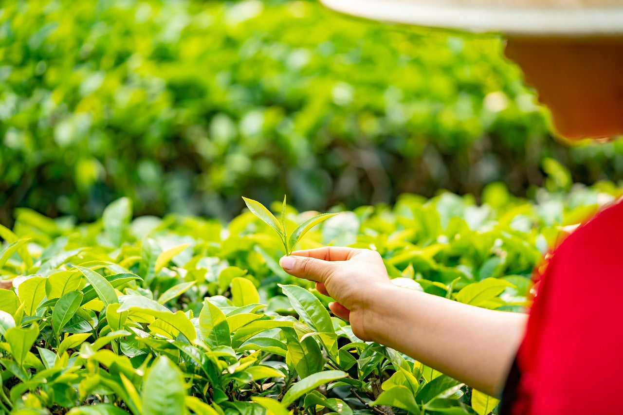 tea-leaves-4547923_1280.jpg